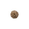 Eight Faced Rudraksha