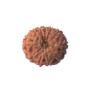 11 Faced Rudraksha Bead (code:4233)
