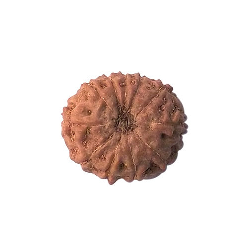 11 Faced Rudraksha Bead (code:4233)