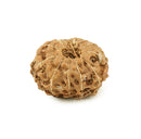 Eleven Mukhi Rudraksha Bead