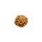 Rudraksha 6 Face Bead