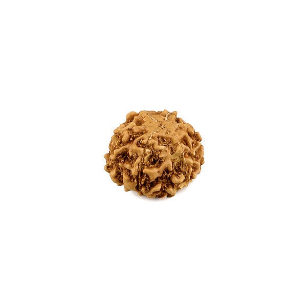 Rudraksha 6 Face Bead