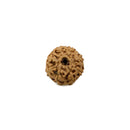 8 Mukhi Rudraksh Bead