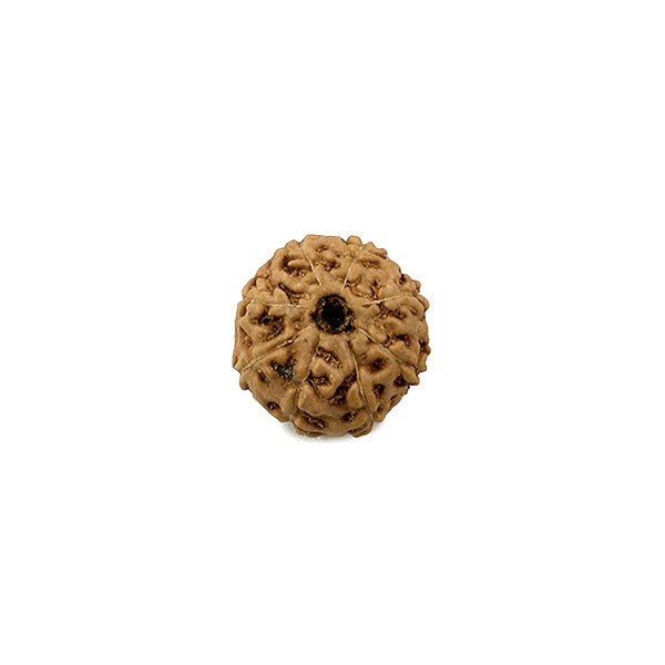 8 Mukhi Rudraksh Bead
