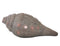 Vishvarupa Shri Krishna Brass Conch