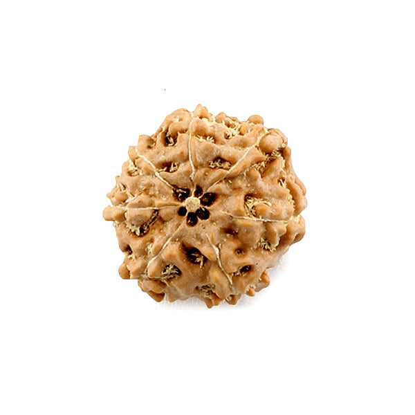 7 Mukhi (face) Rudraksha - Indonesian Bead