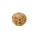 9 Mukhi Rudraksha Bead