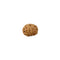 Ashta 8 Mukhi Java Rudraksha