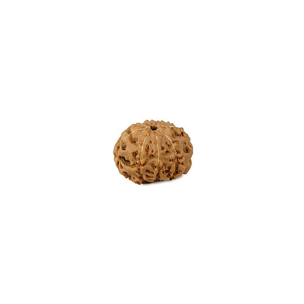 Ashta 8 Mukhi Java Rudraksha