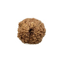 11 Faced Rudraksha Bead