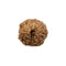 11 Faced Rudraksha Bead