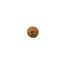 Nine Mukhi Rudraksha from Indonesia