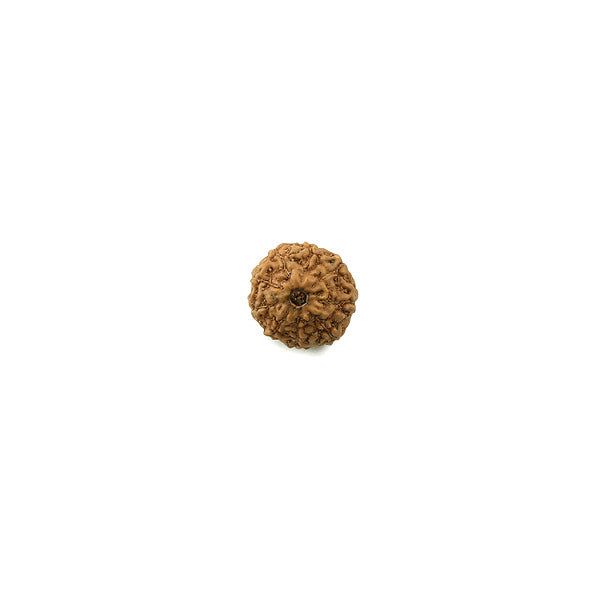 Nine Mukhi Rudraksha from Indonesia
