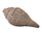 Vishvarupa Shri Krishna Brass Conch