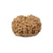 Ten Faced Natural Rudraksha