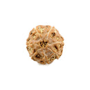 7 Mukhi Rudraksha from Indonesia