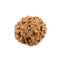 Rudraksha -7 Face Bead