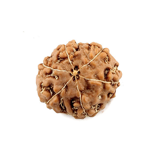 Rudraksha -7 Face Bead