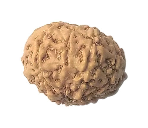 Ten Mukhi Rudraksha from Java