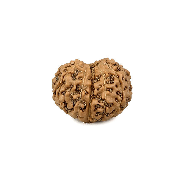 11 Mukhi Rudraksha Bead