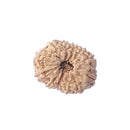 Twelve Mukhi Rudraksha Bead (code:4237)