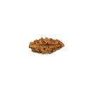 1 Mukhi Single Faced Rudraksha