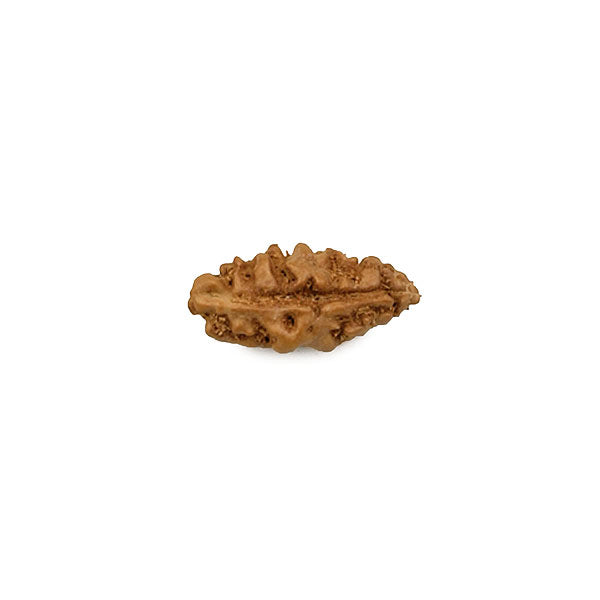 1 Mukhi Single Faced Rudraksha