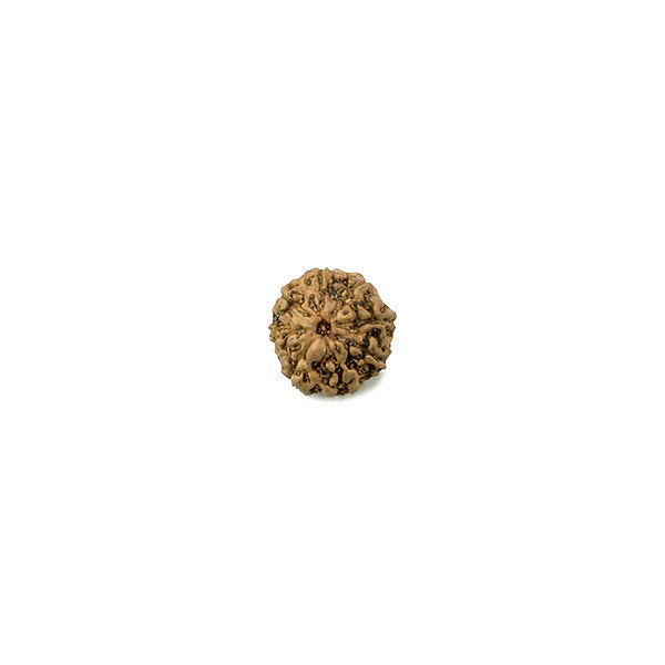 Natural Rudraksha Bead - Eight Faced