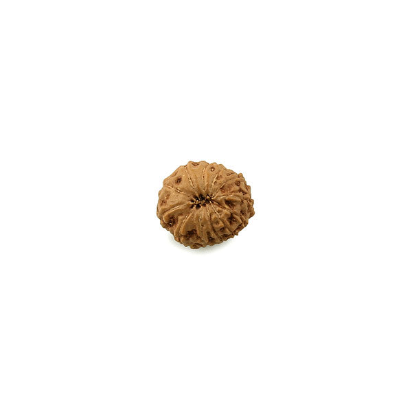 12 Faced Rudraksha of Java
