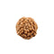 7 Face Rudraksha