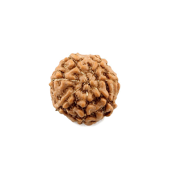 7 Face Rudraksha