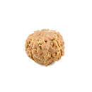 7 Faced Rudraksha