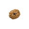 Eleven Faced Rudraksha Bead (code:4234)