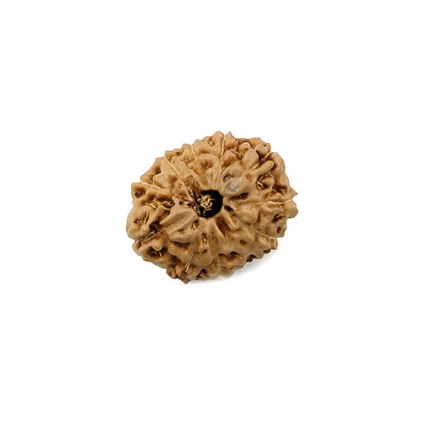 Eleven Faced Rudraksha Bead (code:4234)