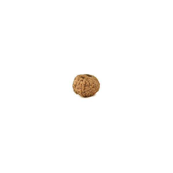 Nine Mukhi Rudraksha from Indonesia