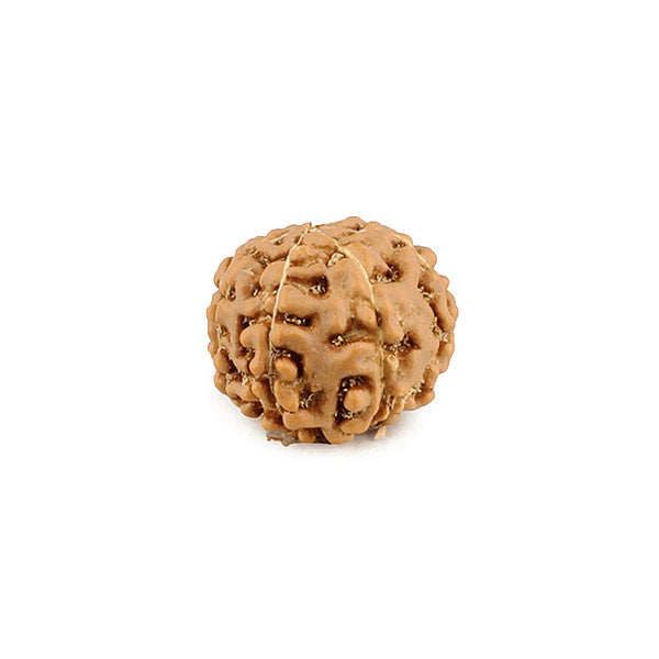 7 Faced (Java) Rudraksha