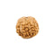 7 Mukhi Rudraksha Bead