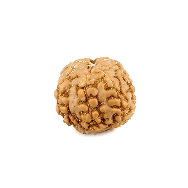 7 Mukhi Rudraksha Bead