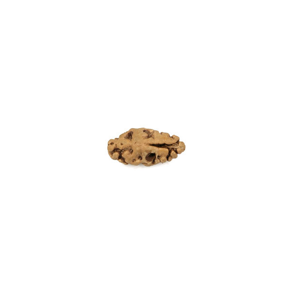 1 Mukhi Rudraksha Bead from Java