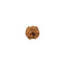 Two Faced Rudraksha Bead