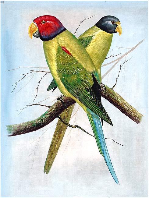 Exotic Parrots - Silk Painting